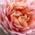 Roz - Trandafir pentru straturi Floribunda - Delpabra